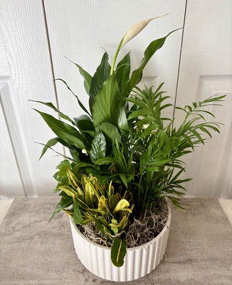 Ceramic Dish Garden 8 Inch from Aladdin's Floral in Idaho Falls